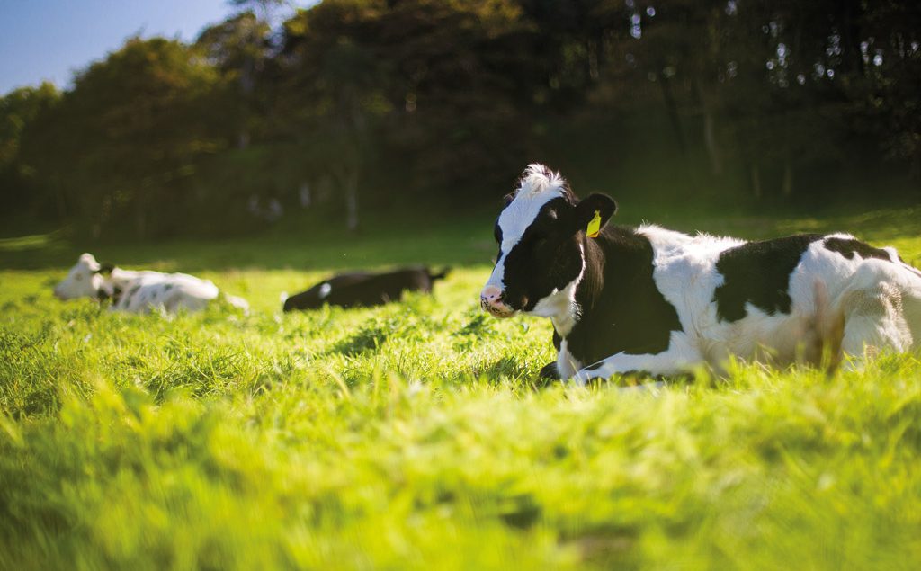 cows in field