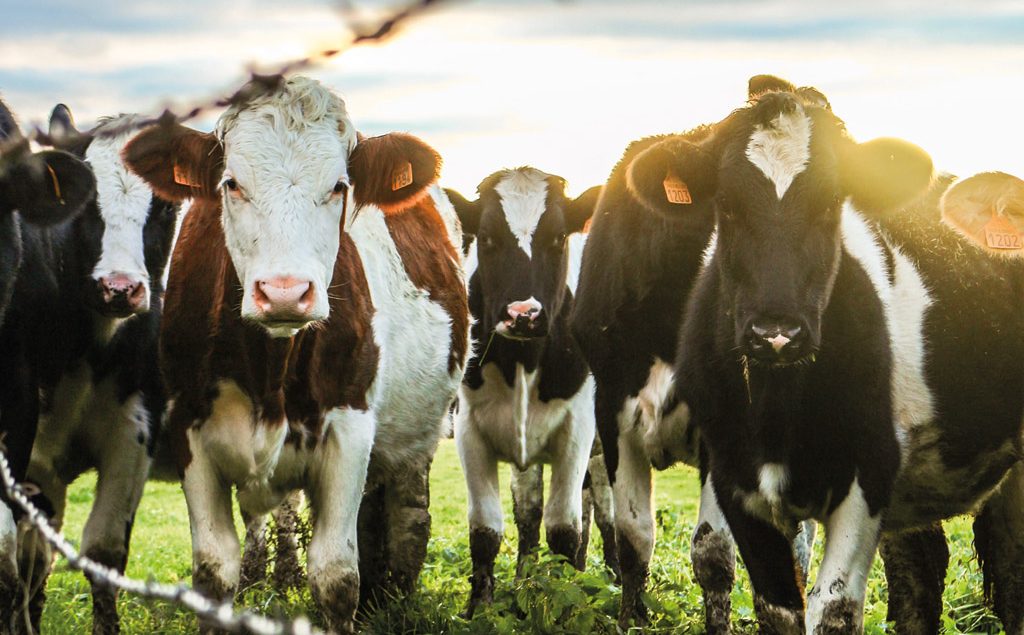 Cows in field