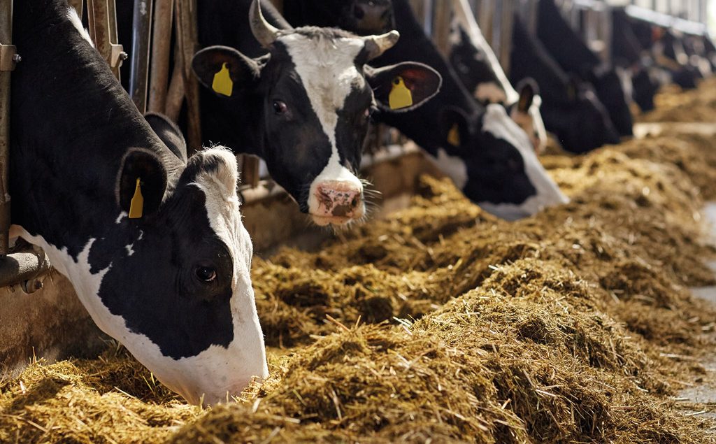 Cows eating