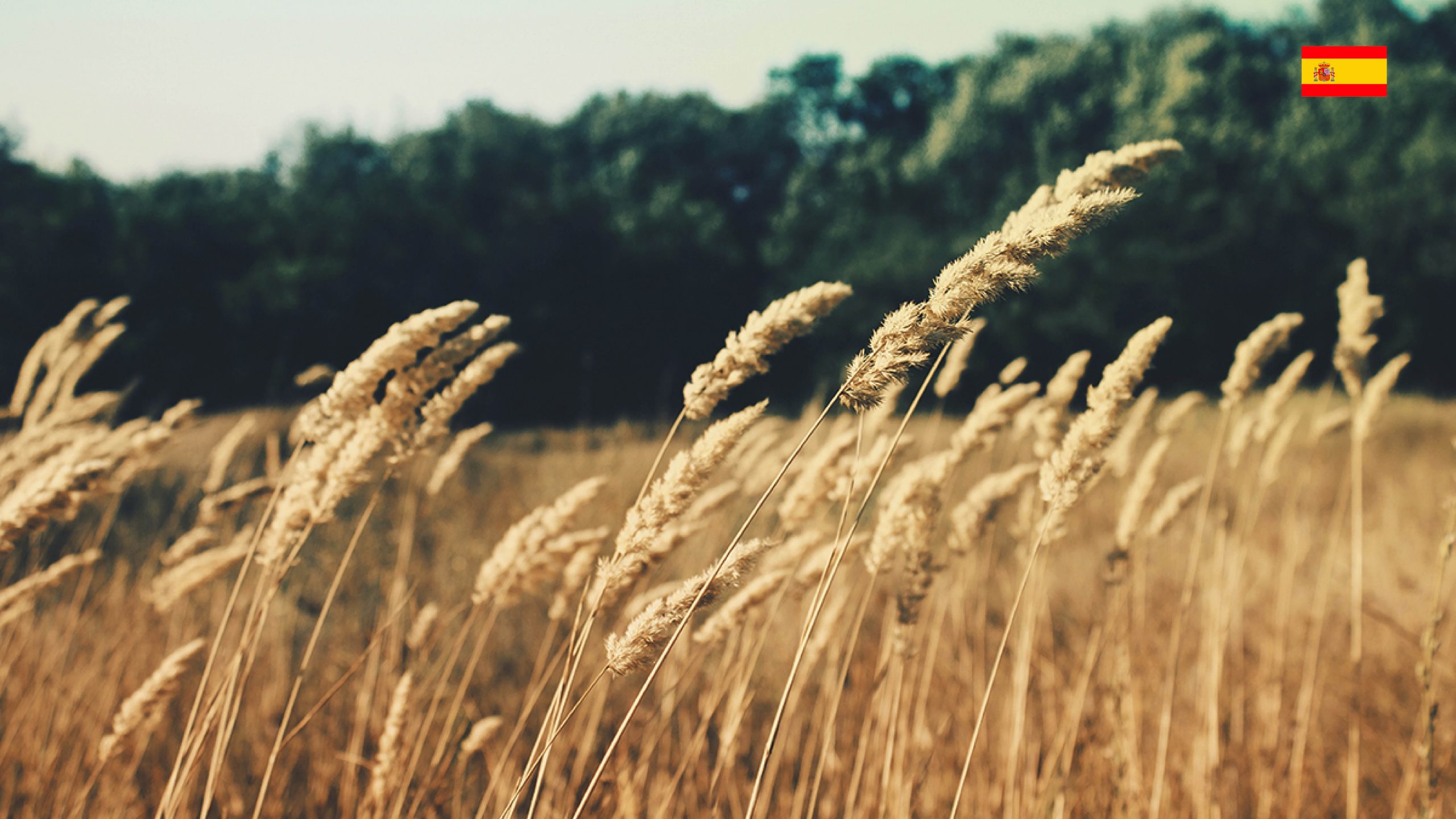 Wheat Field